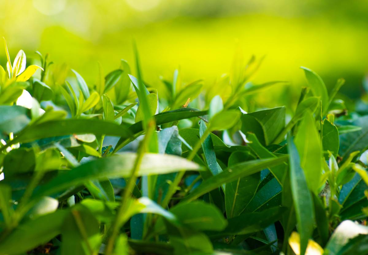 Before and after photos of Priya showcasing improved skin texture and glow