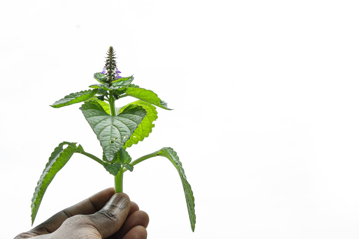 Before and after photos showing clearer skin after using neem remedy.
