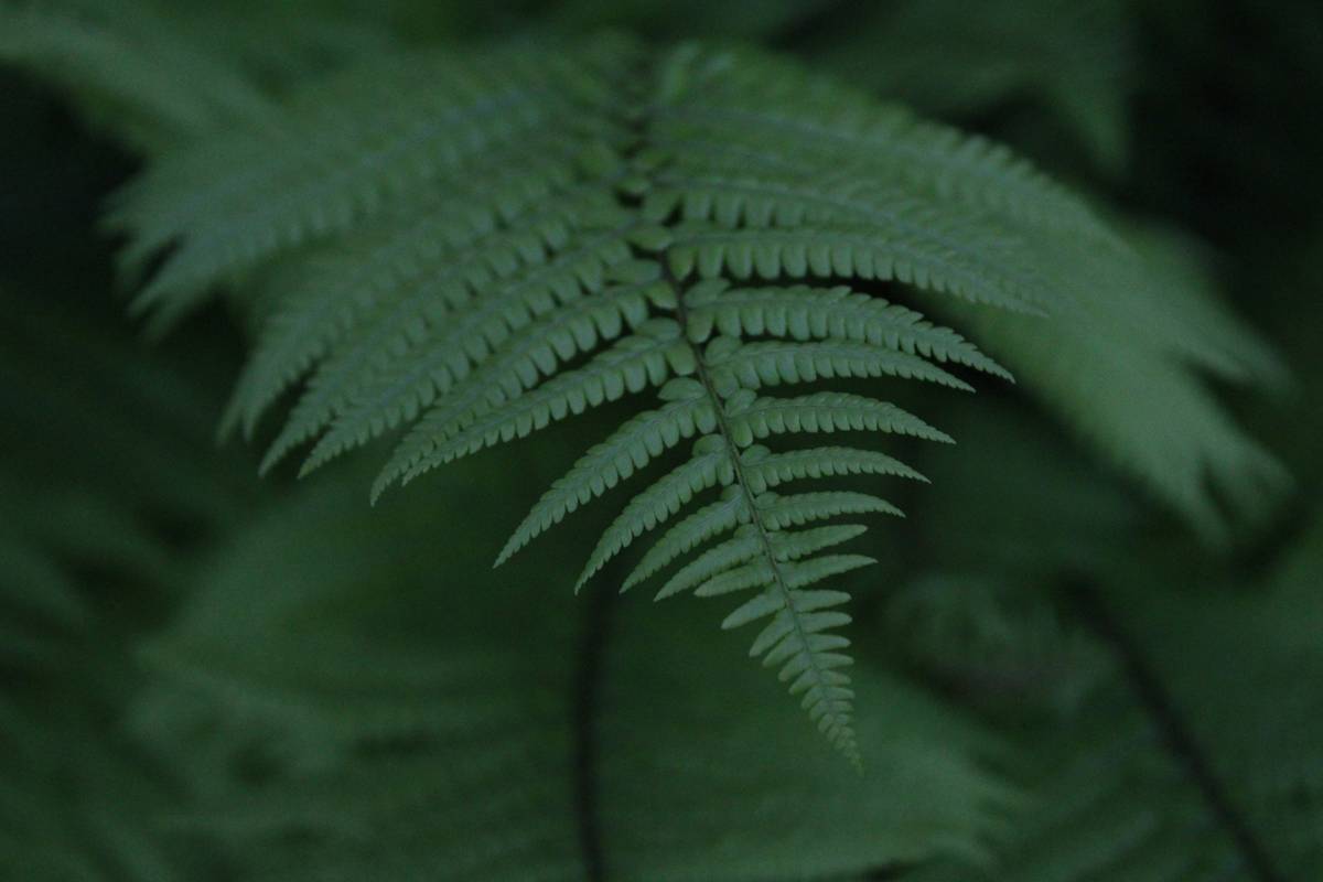 Close-up photo of various organic plants used in skincare products
