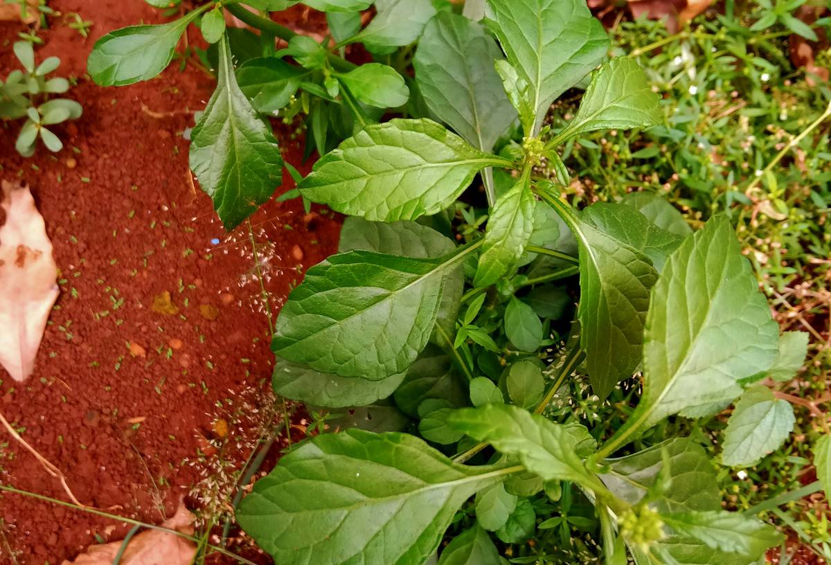 DIY skincare routine featuring aloe vera gel