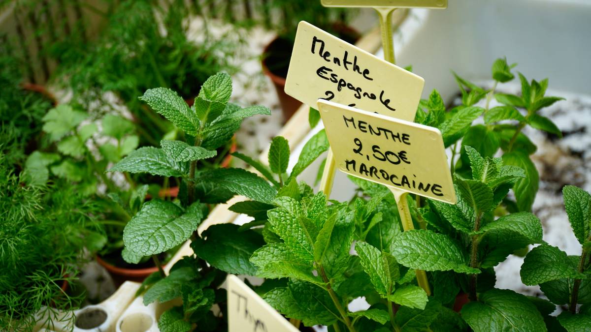 Fresh green neem leaves on a wooden surface.