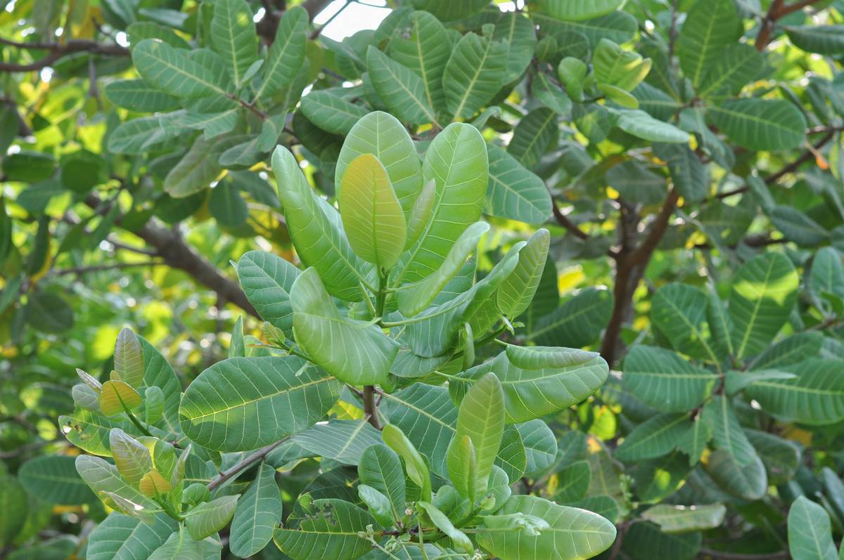 Unlock Radiant Skin: How Lemon Balm for Skin Tone Boosts Your Organic Beauty Routine