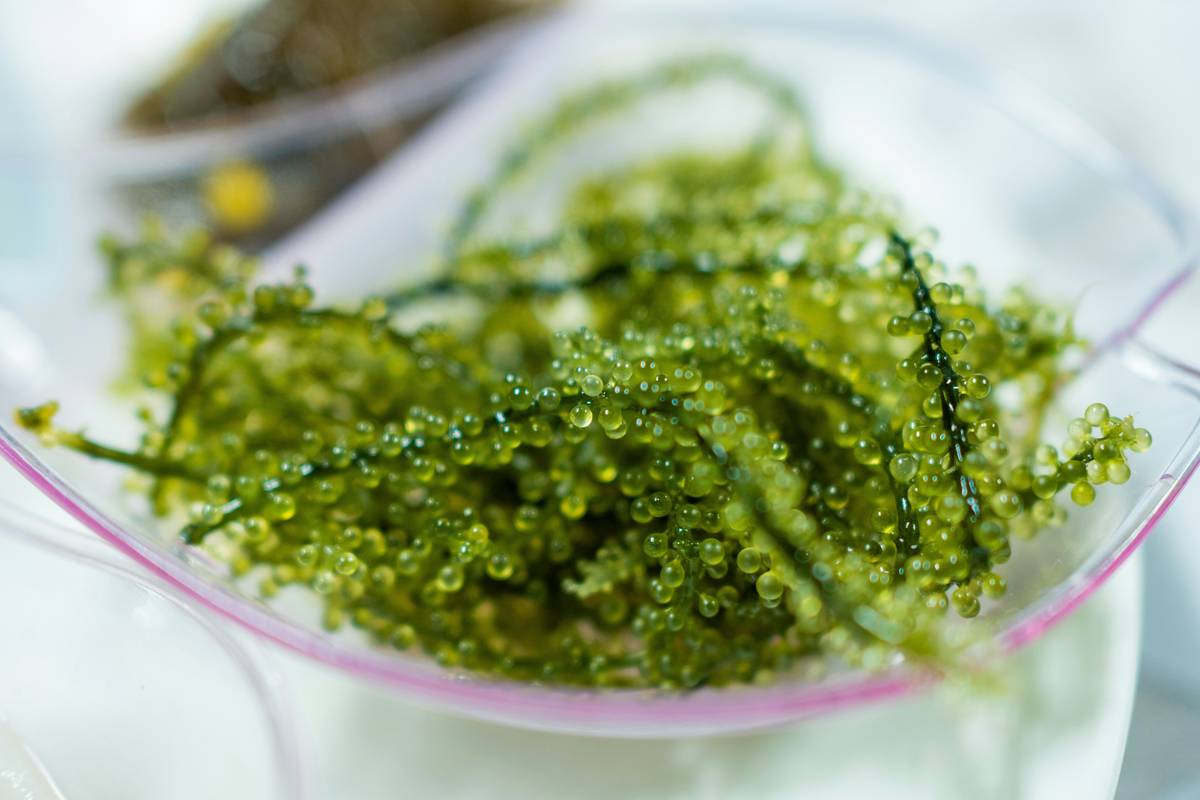 Unlock Radiant Skin: Why Organic Seaweed for Skin is Your New Beauty Secret