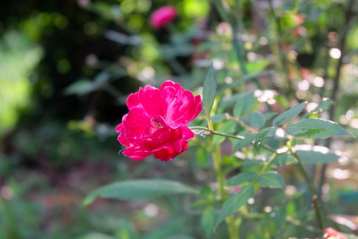 Unlock Radiant Skin: Why Plant-Derived Skincare Acids Are the Secret to Organic Beauty