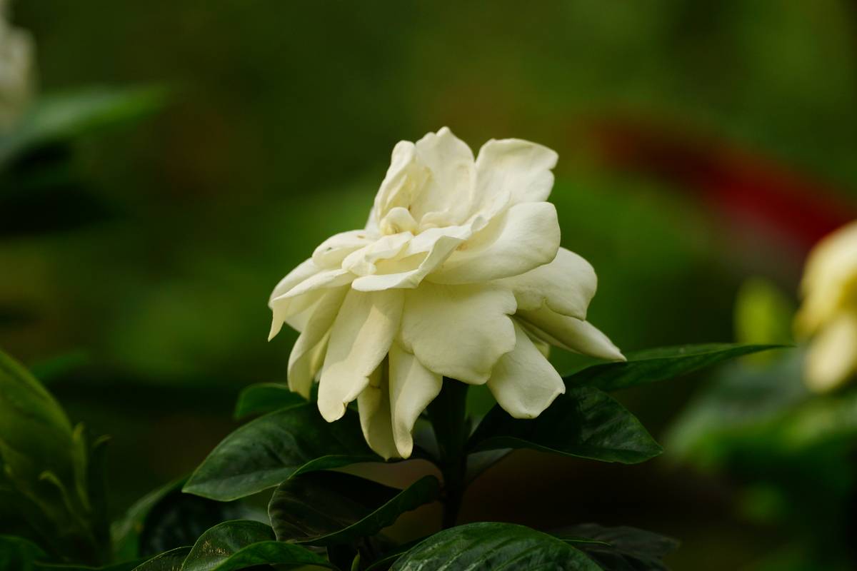 Woman applying homemade marigold-infused cream on her face