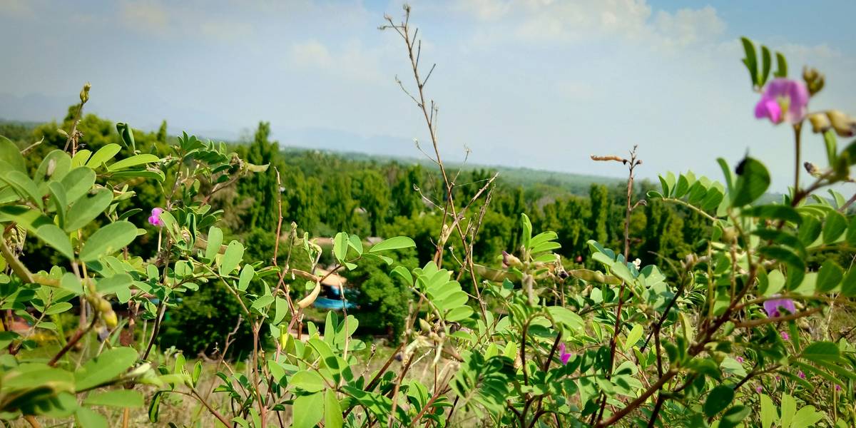 Before and after photos showing clearer skin after using wild-harvested skincare products