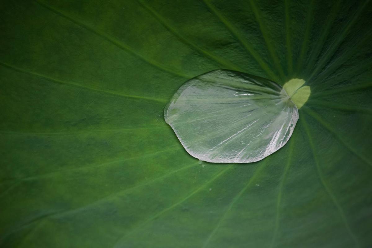 Bottle of moisturizer surrounded by fresh herbs and flowers