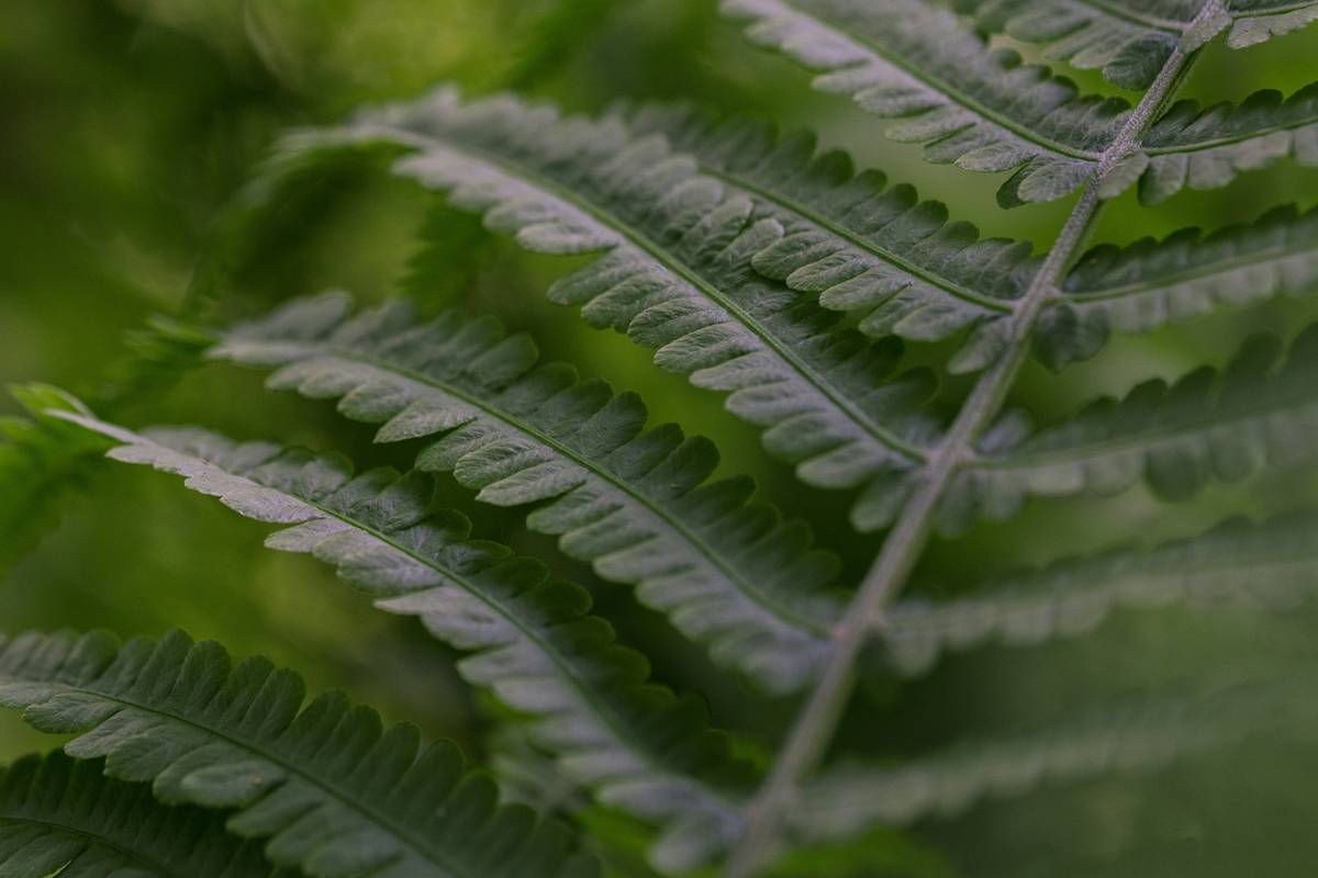 Fresh bunch of organic cilantro leaves on a wooden table