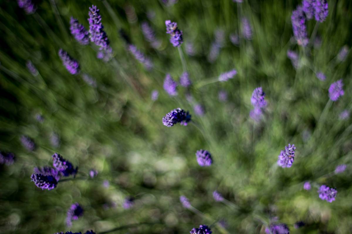 Hand picking fresh lavender flowers from plant