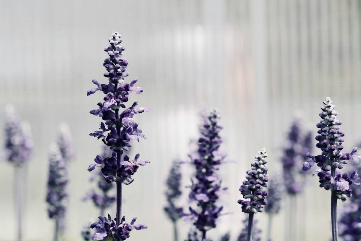 Potted lavender plant placed near window sunlight