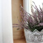 Why Indoor Lavender for Skincare Might Be Your Secret Weapon (and How to Use It Right)