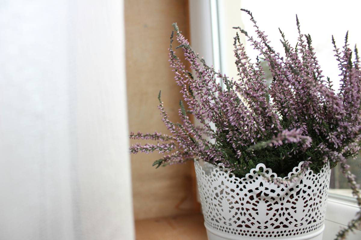 Why Indoor Lavender for Skincare Might Be Your Secret Weapon (and How to Use It Right)