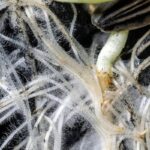 Wild-Harvested Skincare: The Secret to Glowing Skin with Organic Plants