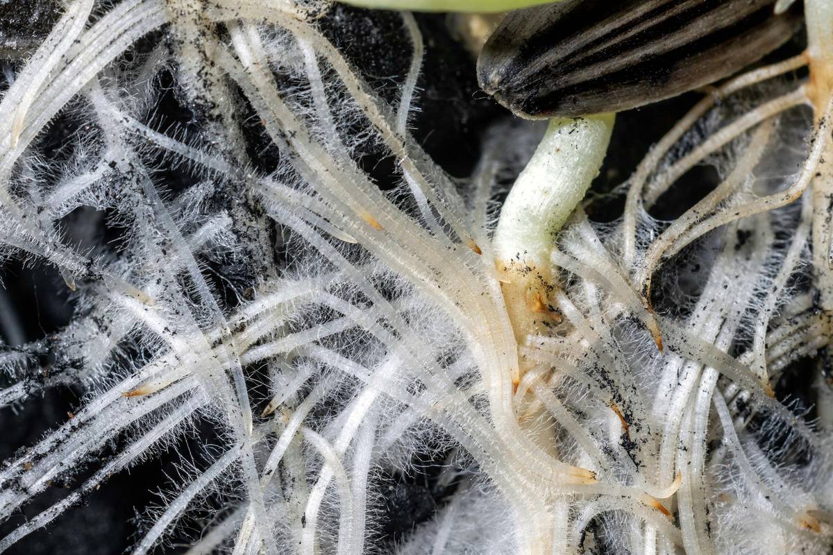 Wild-Harvested Skincare: The Secret to Glowing Skin with Organic Plants